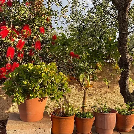 Hotel apartamentowy Sunyard Apartments & Studios Argassi